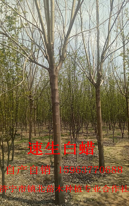 落叶白蜡 落叶白蜡