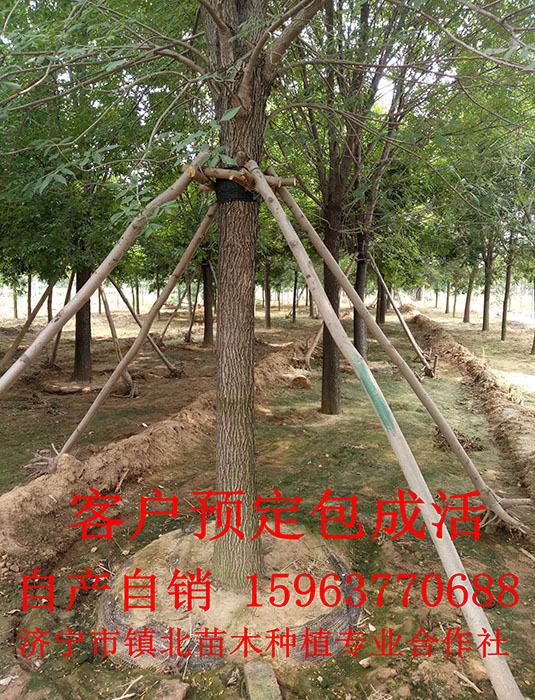 白蜡树