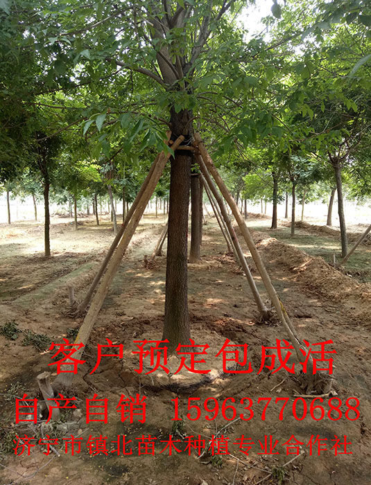 白蜡树