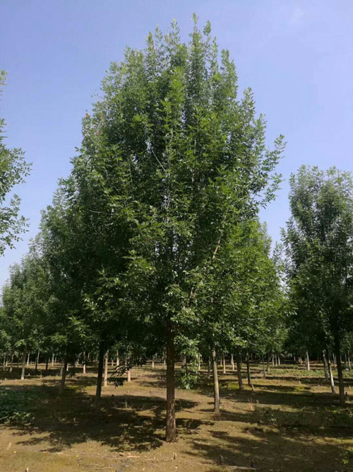 白蜡生长良好喜湿润需要充分光照