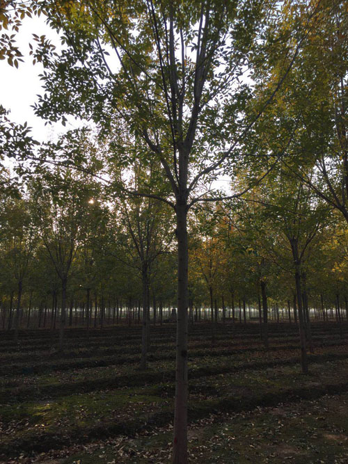 白蜡起苗播种太早当年发芽正常发育