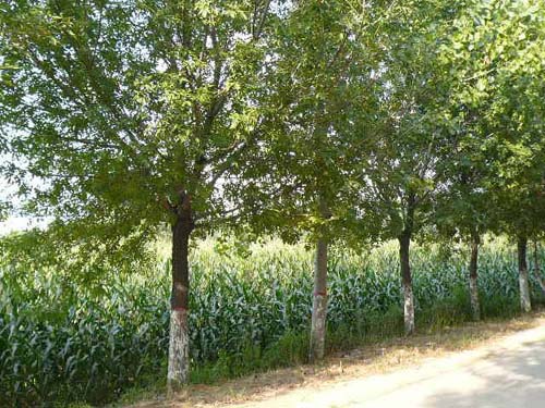 白蜡树高18m阳性树种喜光适宜壤土