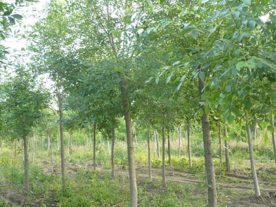 白蜡栽培树冠庞大圆球形适生肥沃沙壤土
