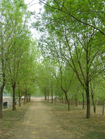 白蜡生长发育关系气候土质条件