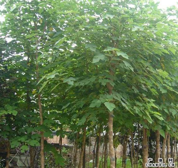 白蜡移植小苗根系踏实要顺行浇水
