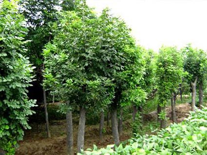 白蜡移植小苗根系踏实要顺行浇水