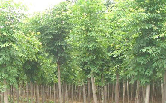 白蜡植物考虑实施可能性及安全性