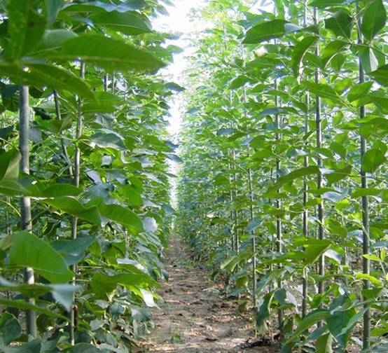 白蜡阔叶树大苗移栽时可做适当修剪