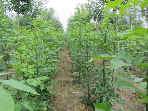 白蜡树林环境条件光照土壤条件