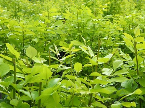 白蜡苗木繁育最佳密度选择研究