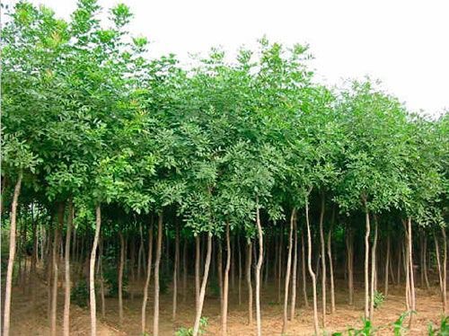 白蜡嫁接后保持砧木枝叶

