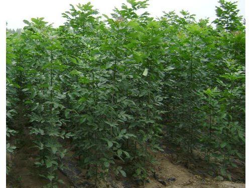 白蜡具抗污染性叶面滞尘能力强