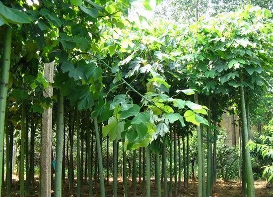 白蜡造林地整理在头年秋季整地