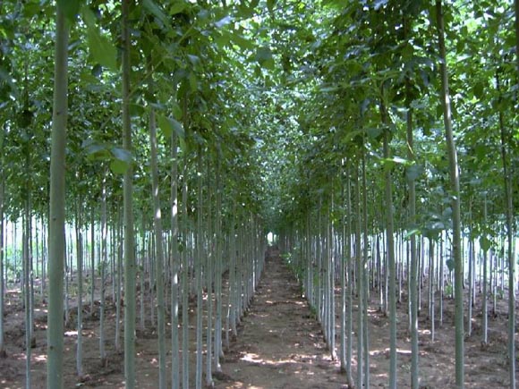 白蜡造林地整理在头年秋季整地