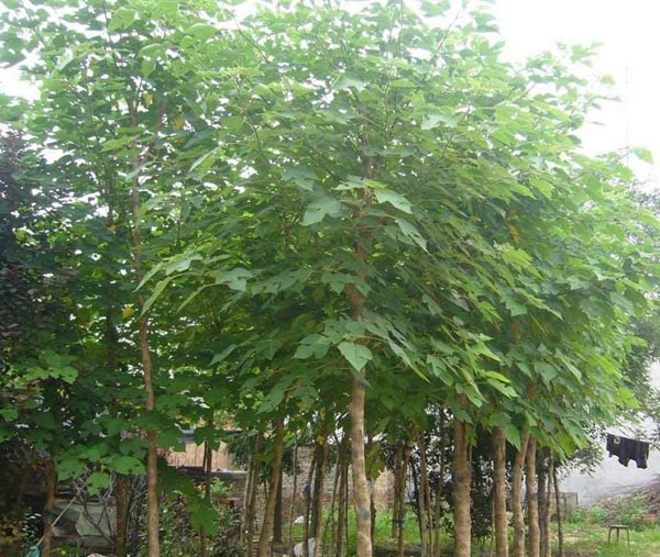 白蜡根据花木生长地的环境条件