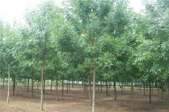 白蜡施工中苗木反季节栽植技术
