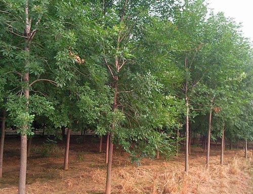 白蜡施工中的大树移植与养护