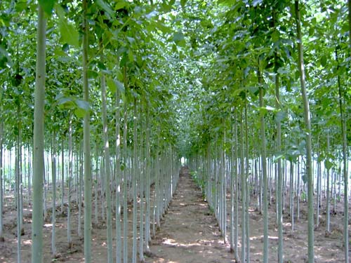 白蜡夏天绿叶成荫秋天枝叶萧瑟