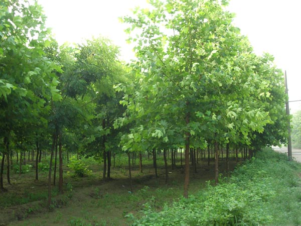 白蜡施肥方法苗木生长发育旺盛