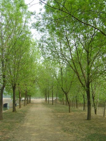 白蜡绿化中的苗木种植施工与养护