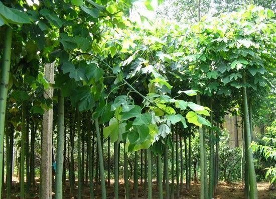 白蜡绿化中苗木养护技术